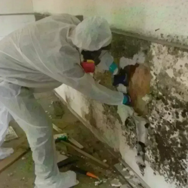 Mold Remediation and Removal in Coventry, RI